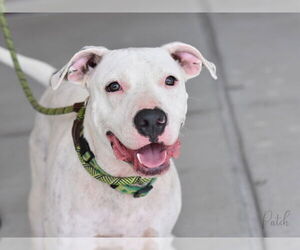 Mutt Dogs for adoption in The Woodlands, TX, USA