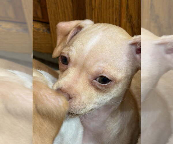 Medium Photo #1 Malchi Puppy For Sale in Hewitt, NJ, USA