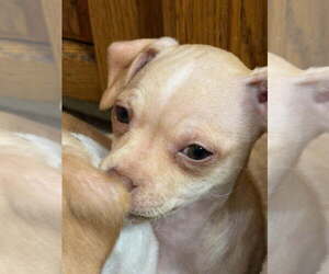 Malchi Dogs for adoption in Hewitt, NJ, USA