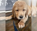 Small Photo #3 Golden Retriever Puppy For Sale in NEOSHO, MO, USA