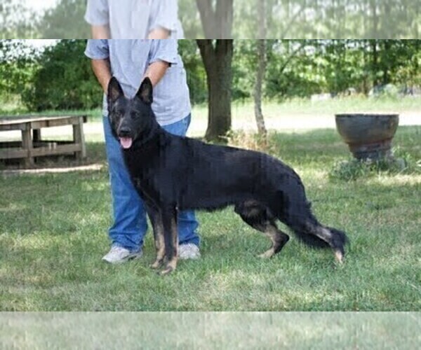 Medium Photo #1 German Shepherd Dog Puppy For Sale in KANSAS CITY, MO, USA