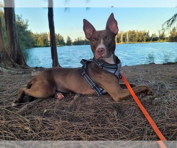 Medium Photo #1 American Staffordshire Terrier-Pharaoh Hound Mix Puppy For Sale in Fort Lauderdale, FL, USA