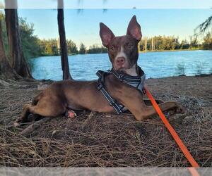 Medium American Staffordshire Terrier-Pharaoh Hound Mix