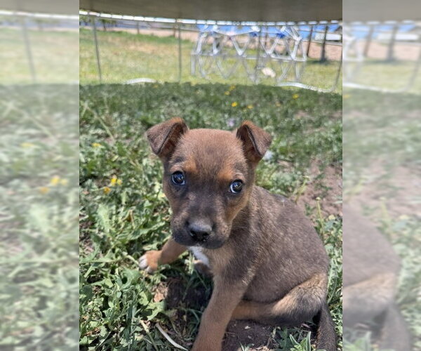 Medium Photo #4 Boxer-Unknown Mix Puppy For Sale in MIDWAY, UT, USA
