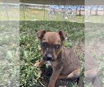Small #3 Boxer Mix