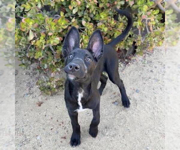 Medium Photo #11 Labrador Retriever-Unknown Mix Puppy For Sale in San Diego, CA, USA