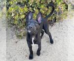 Small #10 Labrador Retriever Mix