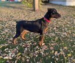 Small #4 Doberman Pinscher