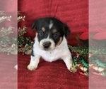 Small Photo #6 Cowboy Corgi Puppy For Sale in MENIFEE, CA, USA
