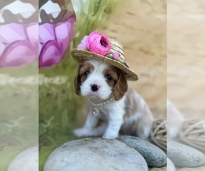 Cavalier King Charles Spaniel Puppy for Sale in SACRAMENTO, California USA