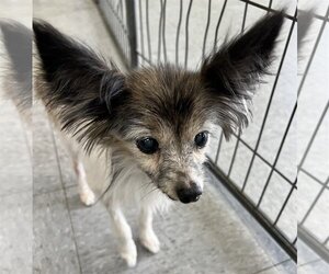 Papillon Dogs for adoption in Royal Palm Beach, FL, USA