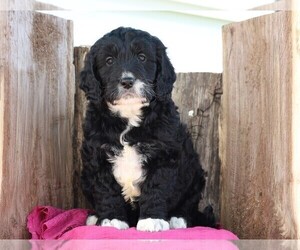 Goldendoodle (Miniature) Puppy for sale in FREDERICKSBG, OH, USA