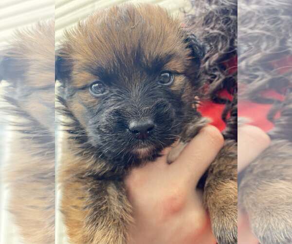 Medium Photo #2 Aussiedor Puppy For Sale in Lewistown, PA, USA