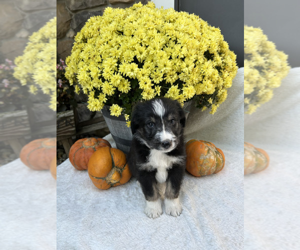 Medium Photo #1 Bordoodle Puppy For Sale in NEW HAVEN, IN, USA