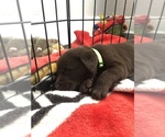 Small Photo #18 Labrador Retriever Puppy For Sale in CLEARWATER, FL, USA