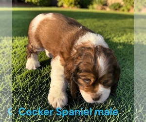 Cocker Spaniel Puppy for sale in MONTPELIER, OH, USA