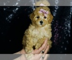 Small Photo #57 Poodle (Miniature) Puppy For Sale in WARSAW, IN, USA