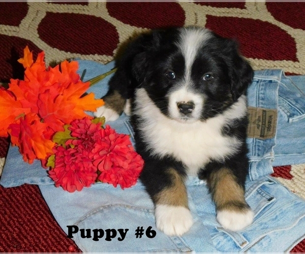 Medium Photo #2 Australian Shepherd Puppy For Sale in PLAINVIEW, TX, USA