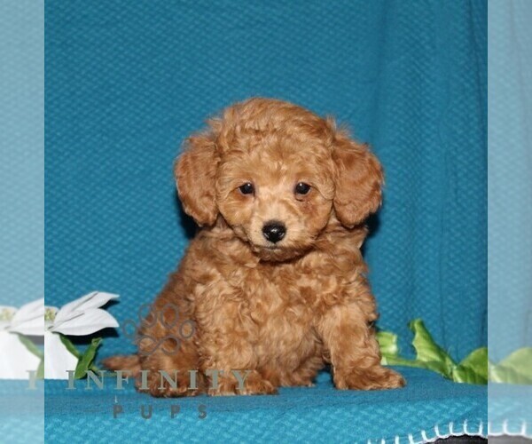 Medium Photo #2 Poodle (Toy) Puppy For Sale in NORTH EAST, MD, USA