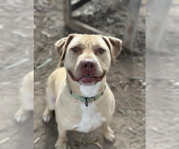 Medium Photo #3 Labrador Retriever-Staffordshire Bull Terrier Mix Puppy For Sale in Santa Maria, CA, USA