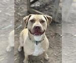 Small #2 Labrador Retriever-Staffordshire Bull Terrier Mix