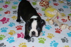 Small Photo #1 Boston Terrier Puppy For Sale in ORO VALLEY, AZ, USA