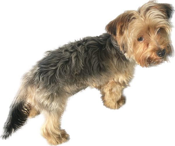 Medium Photo #1 Yorkshire Terrier Puppy For Sale in APOPKA, FL, USA