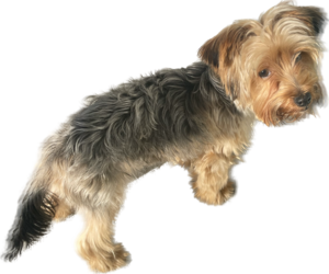 Yorkshire Terrier Dogs for adoption in APOPKA, FL, USA