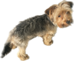 Small Photo #1 Yorkshire Terrier Puppy For Sale in APOPKA, FL, USA