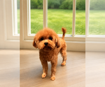 Small Photo #1 Maltipoo (Miniature)-Poodle (Toy) Mix Puppy For Sale in HILO, HI, USA