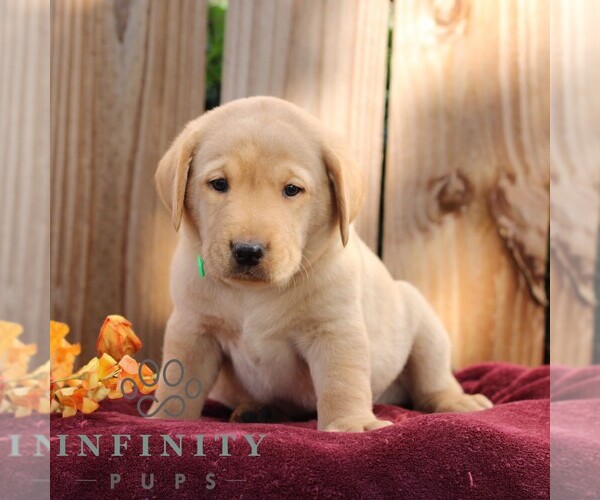 Medium Photo #6 Labrador Retriever Puppy For Sale in SHIPPENSBURG, PA, USA