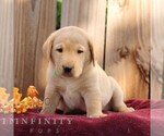 Ryder - Male Labrador Retriever Puppy for Sale - Photo #6