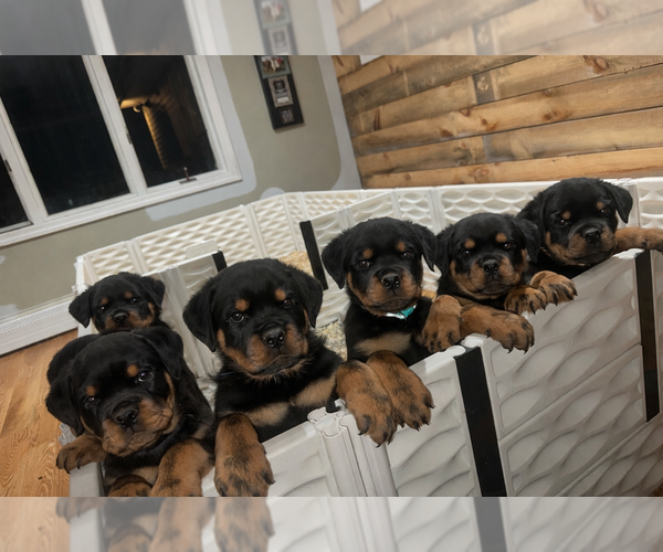 Medium Photo #1 Rottweiler Puppy For Sale in WILLINGTON, CT, USA