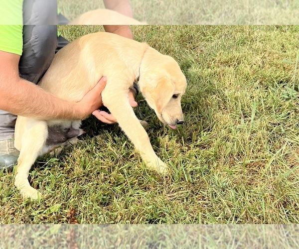 Medium Photo #7 Golden Retriever Puppy For Sale in AUSTIN, KY, USA
