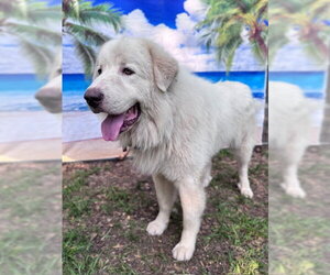 Drake - Male Great Pyrenees Dog for Adoption - Photo #11