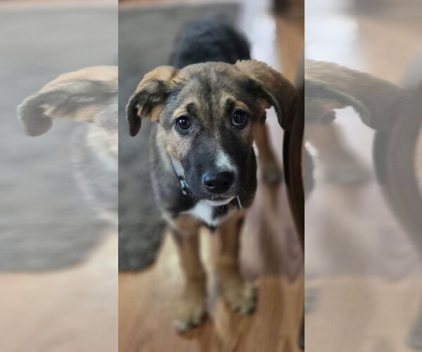 Medium Photo #2 Mutt Puppy For Sale in Clarkston, MI, USA