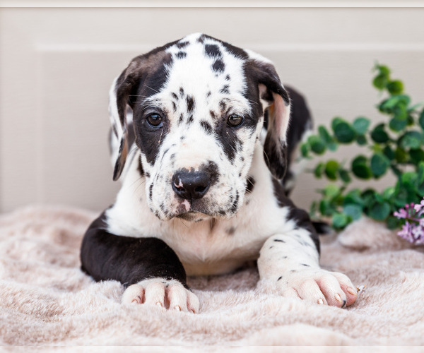 Medium Photo #5 Great Dane Puppy For Sale in WAKARUSA, IN, USA
