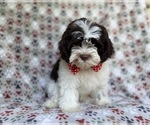 Small #7 ShihPoo