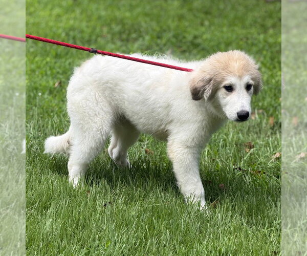 Medium Photo #3 Great Pyrenees Puppy For Sale in Yardley, PA, USA