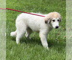 Small #2 Great Pyrenees