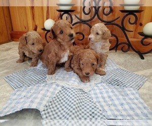 Poodle (Toy) Puppy for sale in EVART, MI, USA