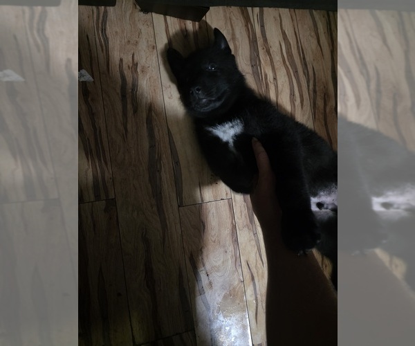 Medium Photo #2 Gerberian Shepsky Puppy For Sale in CONWAY, SC, USA