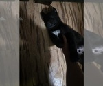 Small Photo #9 Gerberian Shepsky Puppy For Sale in CONWAY, SC, USA