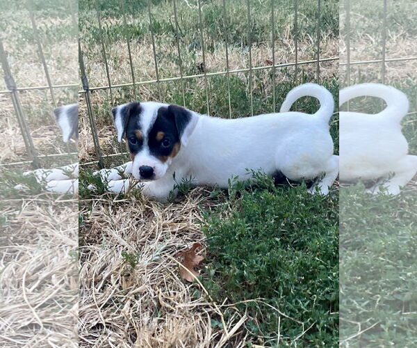 Medium Photo #4 Mutt Puppy For Sale in Hillsboro, MO, USA