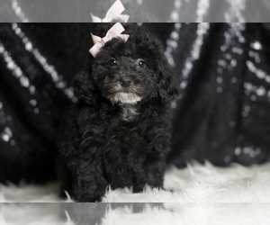 Medium Poodle (Miniature)