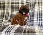Small Photo #10 ShihPoo Puppy For Sale in LAKELAND, FL, USA