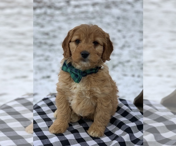 Full screen Photo #9 Irish Doodle Puppy For Sale in WOOSTER, OH, USA