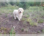 Puppy 2 Goldendoodle-Poodle (Standard) Mix