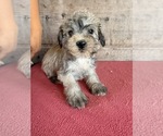 Litter of 8 - Male(s) and Female(s) Schnauzer (Miniature)Litter of Puppies for Sale - Photo #24