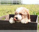 Small Photo #3 Poodle (Miniature) Puppy For Sale in CARLISLE, KY, USA